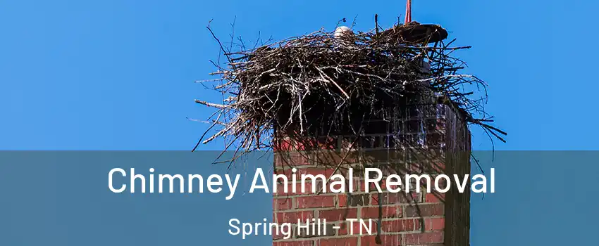  Chimney Animal Removal Spring Hill - TN