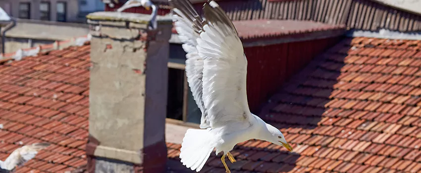 Residential Chimney Animal Removal Solution in Spring Hill, TN