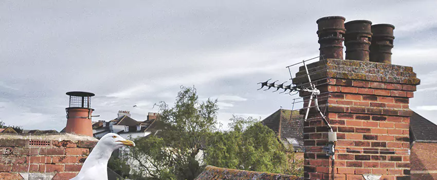 Chimney Cleaning And Restoration in Spring Hill, Tennessee